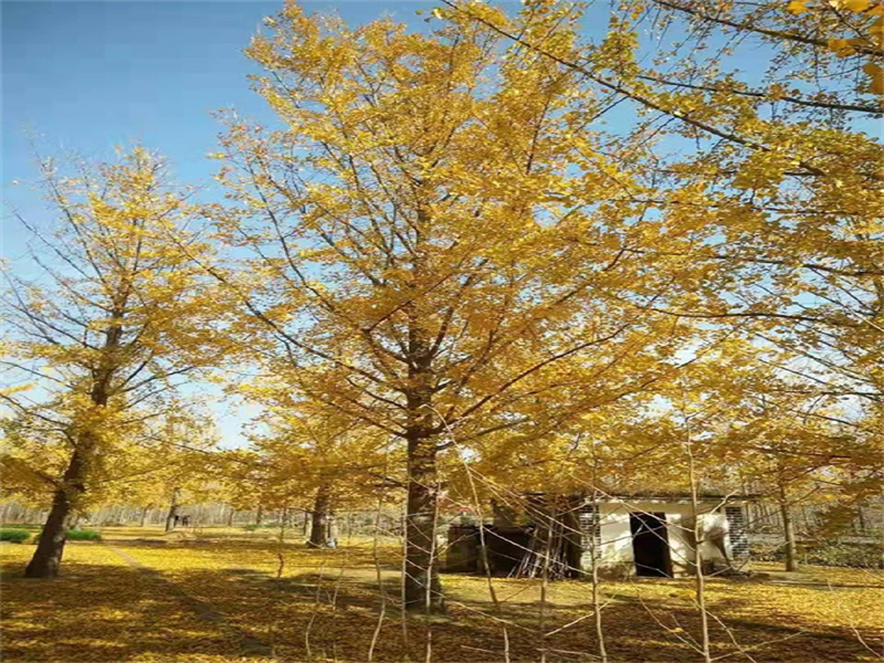 銀杏樹(shù)